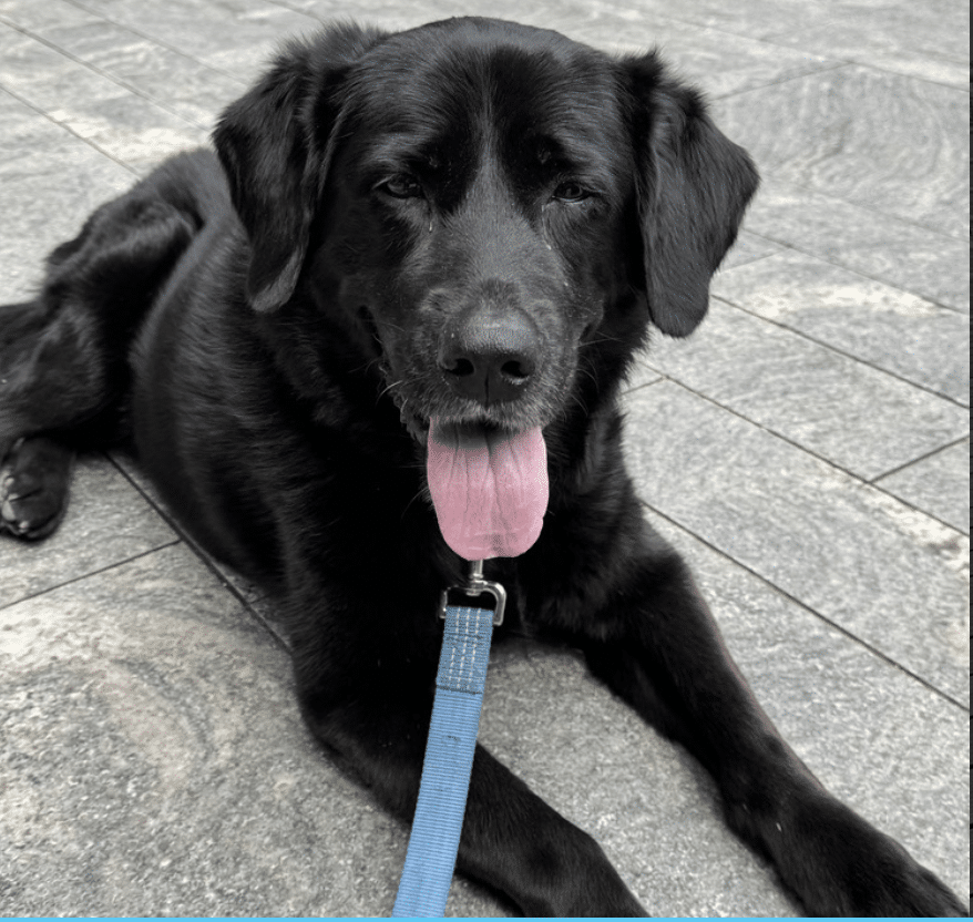 Nora, a black retriever lying down, looking at the camera with her tongue out, wearing a cobalt blue leash